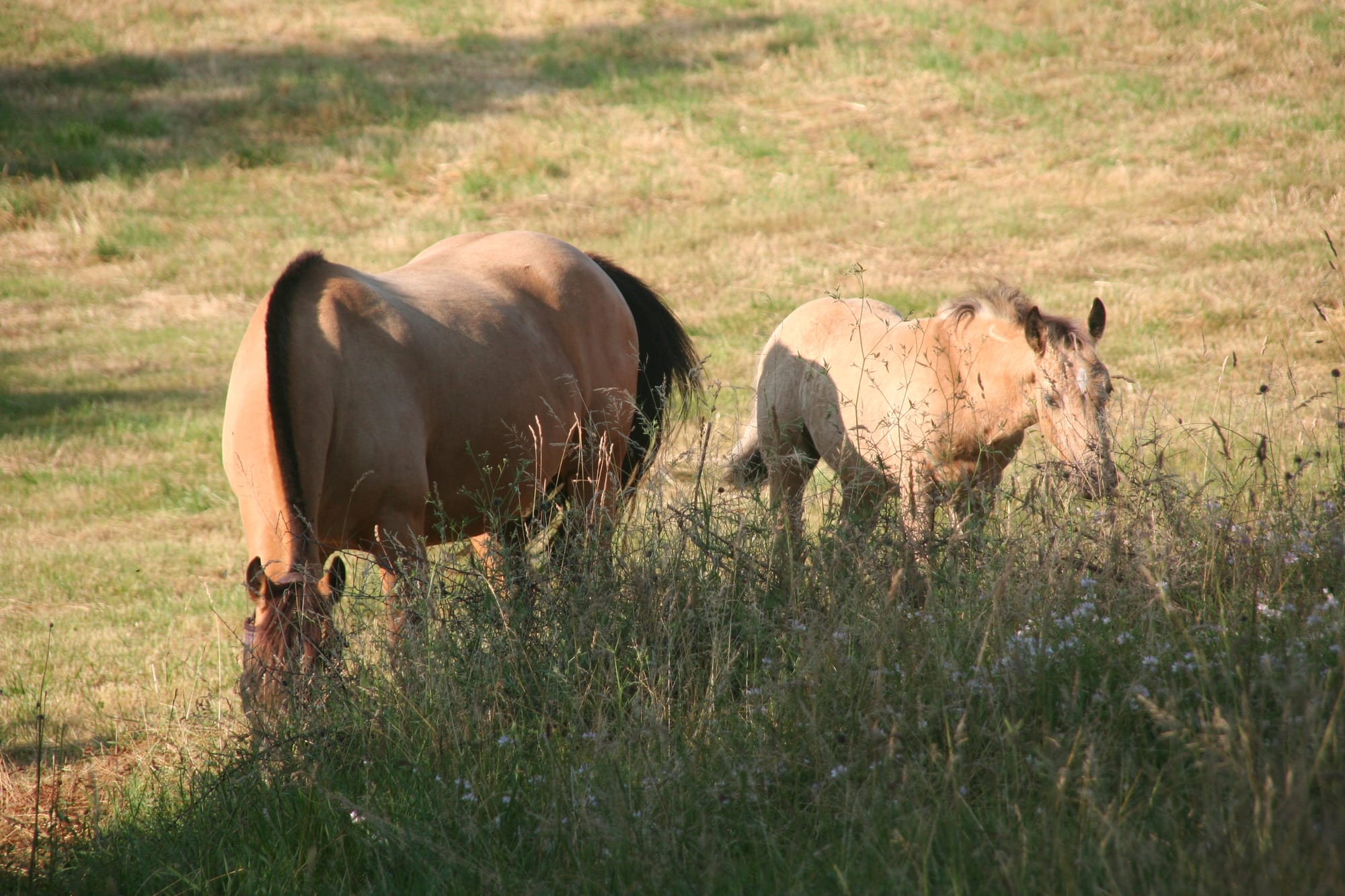 La Ferme des Lilas